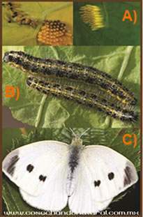 Mariposa de las coles gusano de la col.jpg