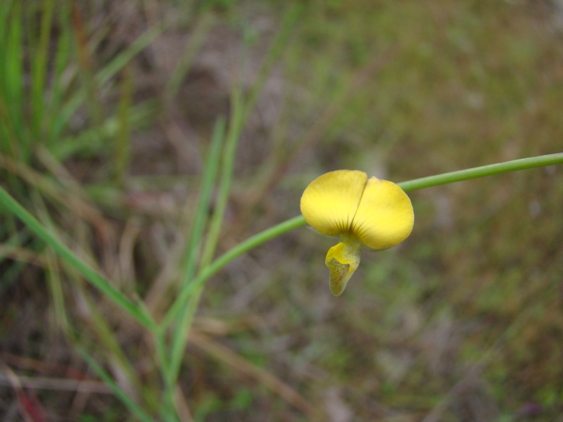 Archivo:Crotalaria spartea 2.jpg