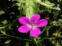 Flora de Lituania