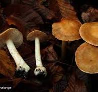 Cortinarius gracilior.jpg