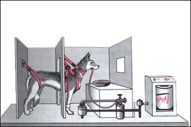 Archivo:Experimento de Pavlov01.jpeg