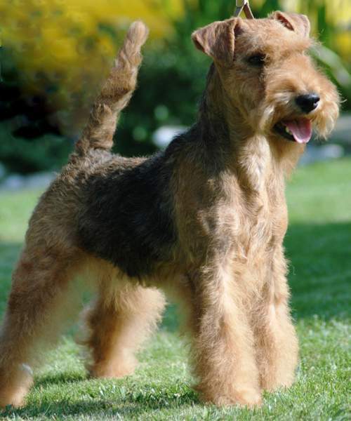 Archivo:Lakeland terrier.jpg
