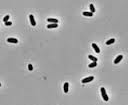 Corinebacteria1.jpeg