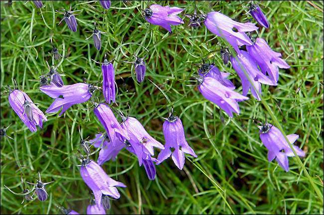 Archivo:Campanula excisa 1.jpg