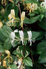 Lonicera-japonica-flores.jpg