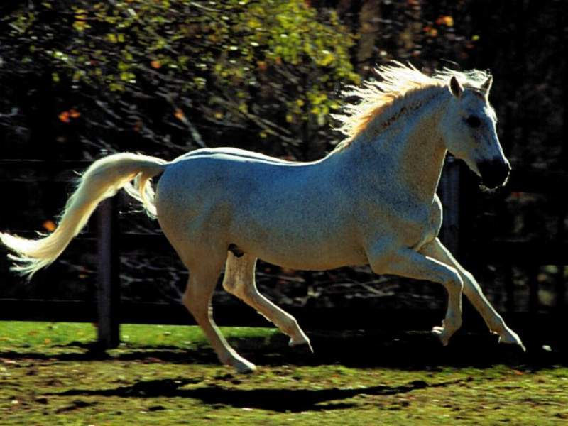 Archivo:Caballocriollo.jpg