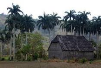 Casa de curar tabaco de uno de los campesinos del Naranjal.png