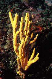 Axinella polypoides1.jpg
