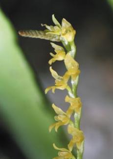 Crocodeilanthe domingensis.JPG