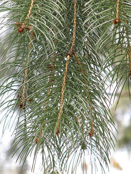 Archivo:Picea smithiana hojas.jpg