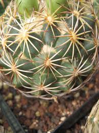Coryphantha.jpeg