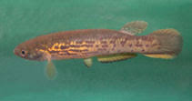 Cynodonichthys isthmensis.jpg