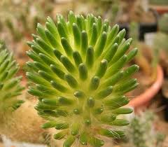 Austrocylindropuntia lagopus.jpeg