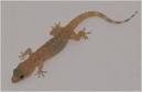 Gecko casero Común1.jpeg