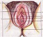 Organo genitales femenino externo jcmzlloIV.jpg