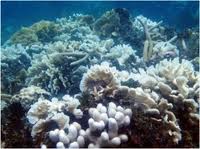Corales blanqueados.jpg