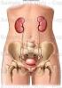 Sistema urogenital.jpg