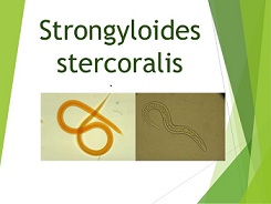 Strongyloides-stercoralis.jpg