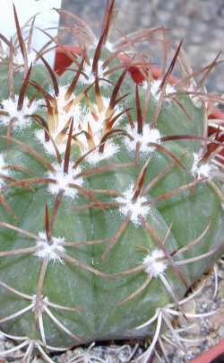 Melocactus.jpg