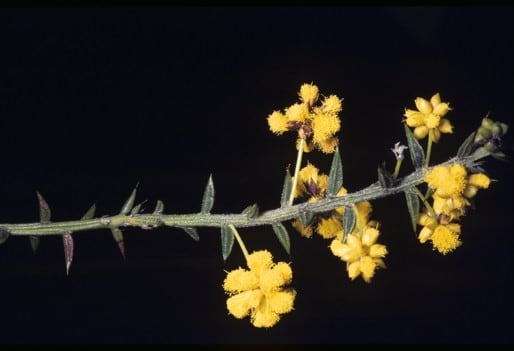 Archivo:Acacia costata.jpg