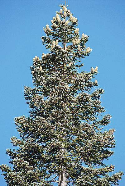 Archivo:Abies magnifica.jpg