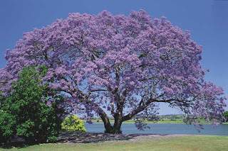 Archivo:Jacaranda.jpg