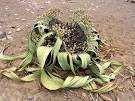 Welwitschia1.jpg