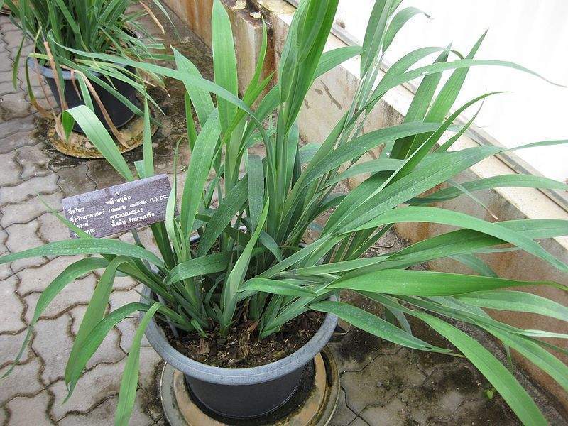 Archivo:Dianella ensifolia.jpg