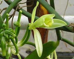 Vanilla-planifolia-flores.jpg