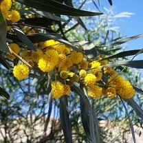 Acacia-flor-2.jpg