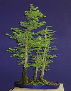 Taxodium-distichum-bonsai.jpg