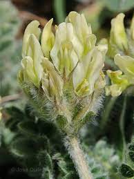 Astragalus turolensis.jpg