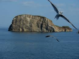 Isla pájaros portada2.jpeg