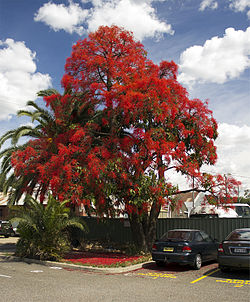 250px-Illawarra Flame Tree (Brachychiton acerifolius).jpg