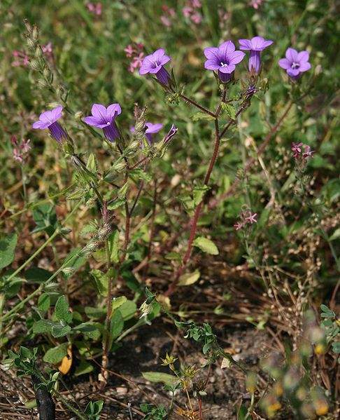 Archivo:Campanula dichotoma.jpg