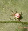 Ovata111.jpg