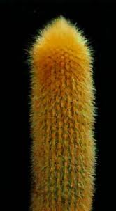 Cleistocactus morawetzianus.jpg