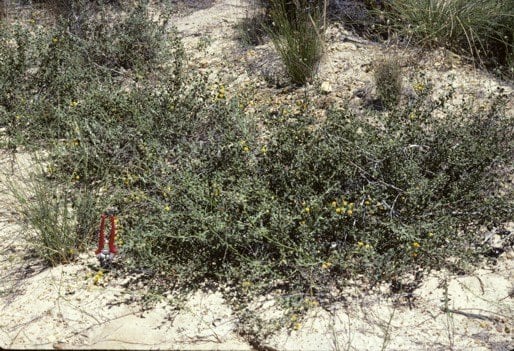 Archivo:Acacia dilatata.jpg