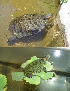 Trachemys Scripta.JPG