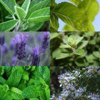 Variedad de plantas aromaticas.jpg