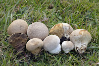 Lycoperdon molle.jpg