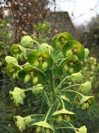 Euphorbias.jpg