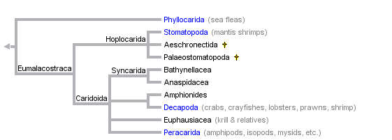 Cladograma de las relaciones evolutivas