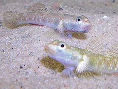 Archivo:Rhinogobius duospilus.jpeg