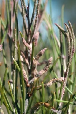 Acacia densiflora.jpg