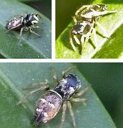 Araña saltadora.jpg