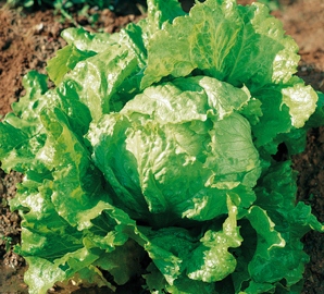 Lechuga Solara Amarilla.jpg