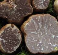 Tuber cistophilum.jpg