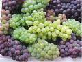 Variedades de Uvas.jpg