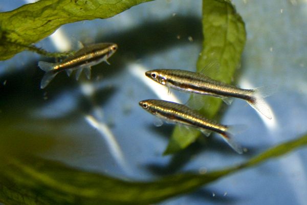 Archivo:Hyphessobrycon minimus.jpg